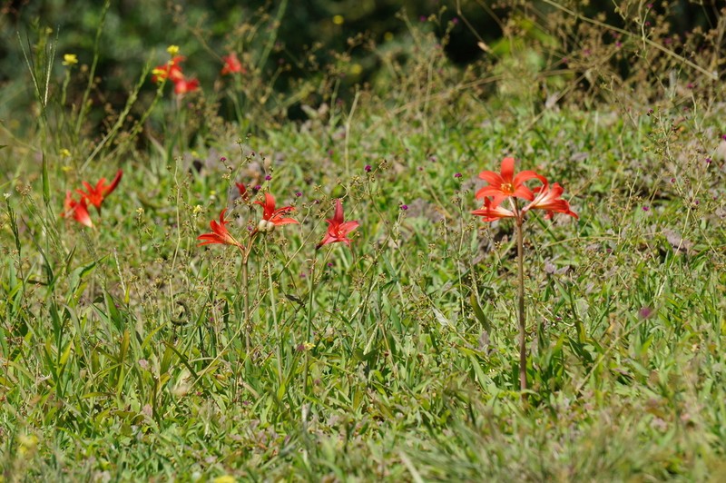Zephyranthes monantha photo 3
