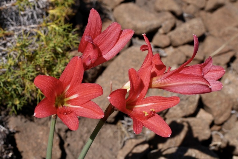 Zephyranthes monantha photo 4