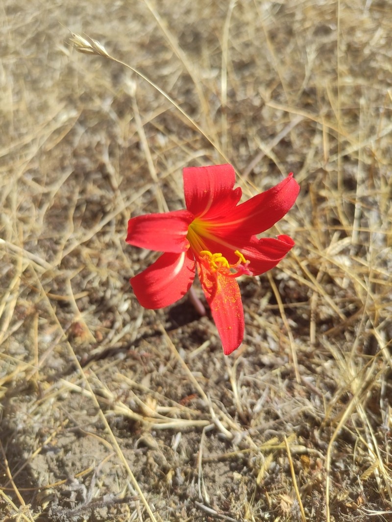 Zephyranthes monantha photo 5