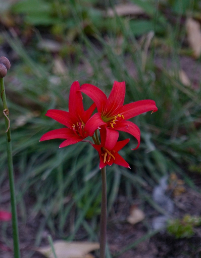 Zephyranthes monantha photo 6