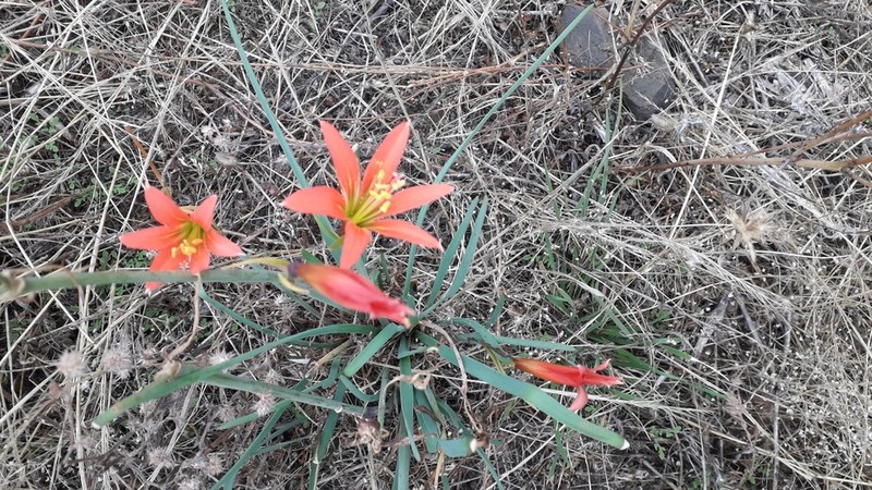 Zephyranthes monantha photo 7