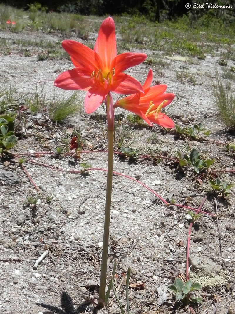 Zephyranthes monantha photo 8