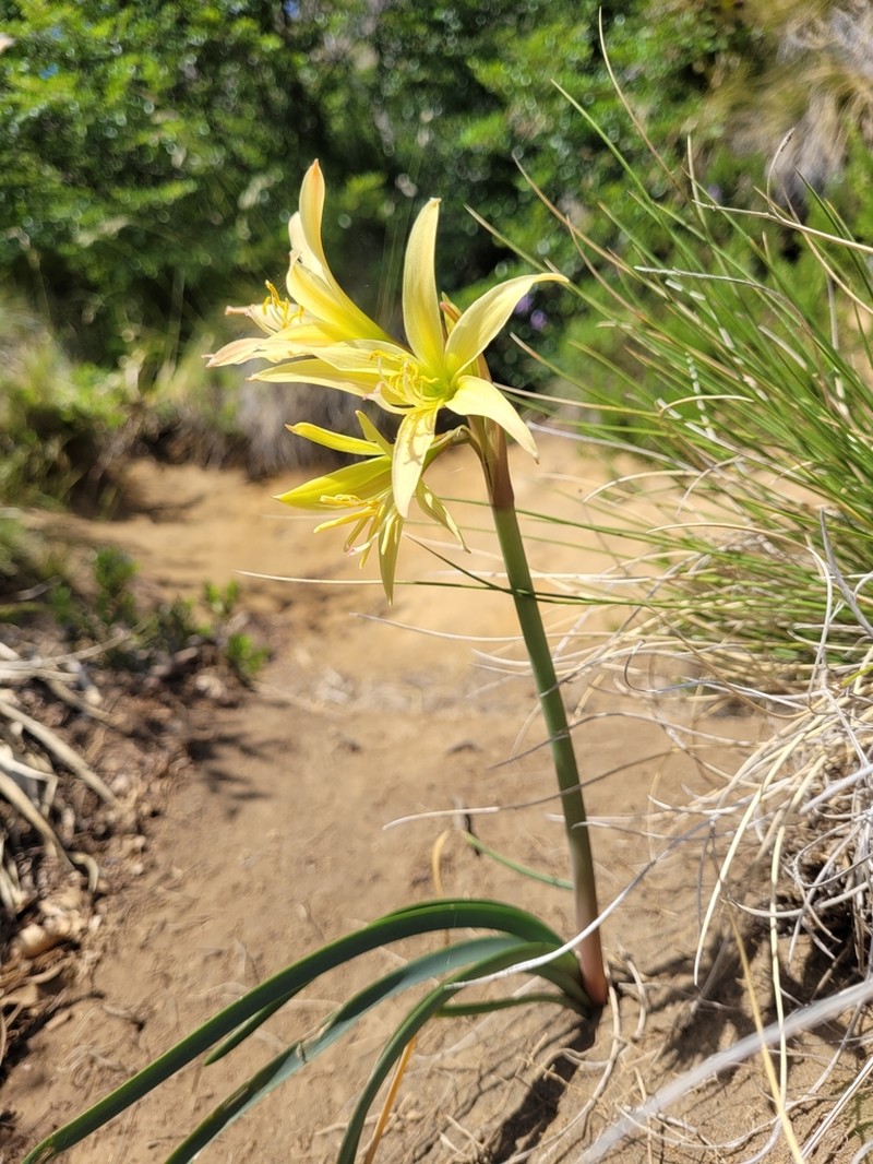 Zephyranthes montana