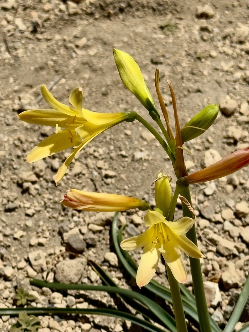 Zephyranthes montana photo 2