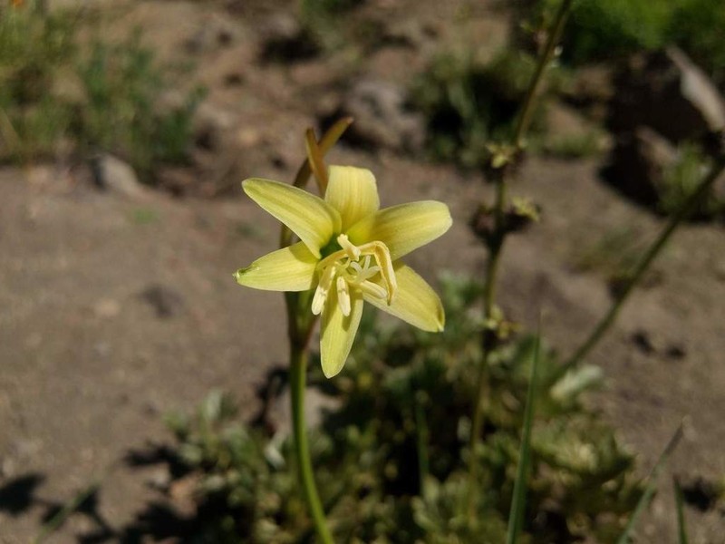 Zephyranthes montana photo 3