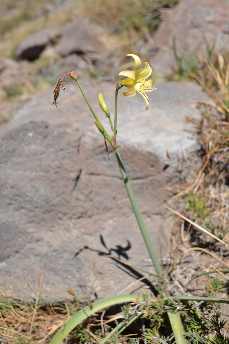 Zephyranthes montana photo 4