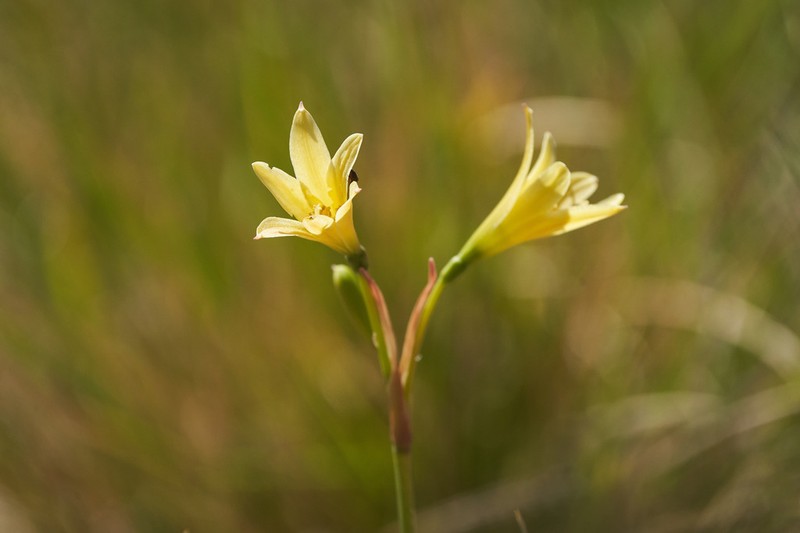 Zephyranthes montana photo 5