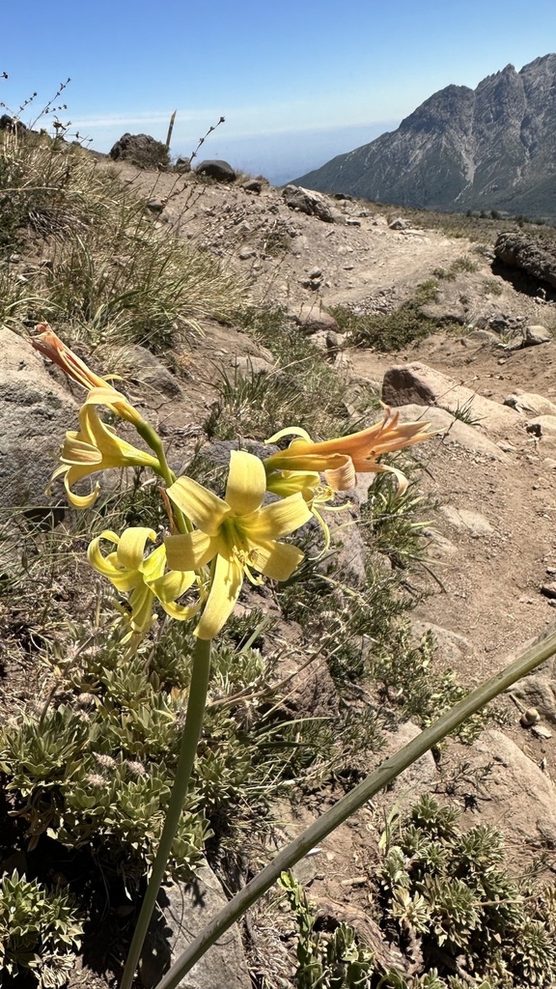 Zephyranthes montana photo 6