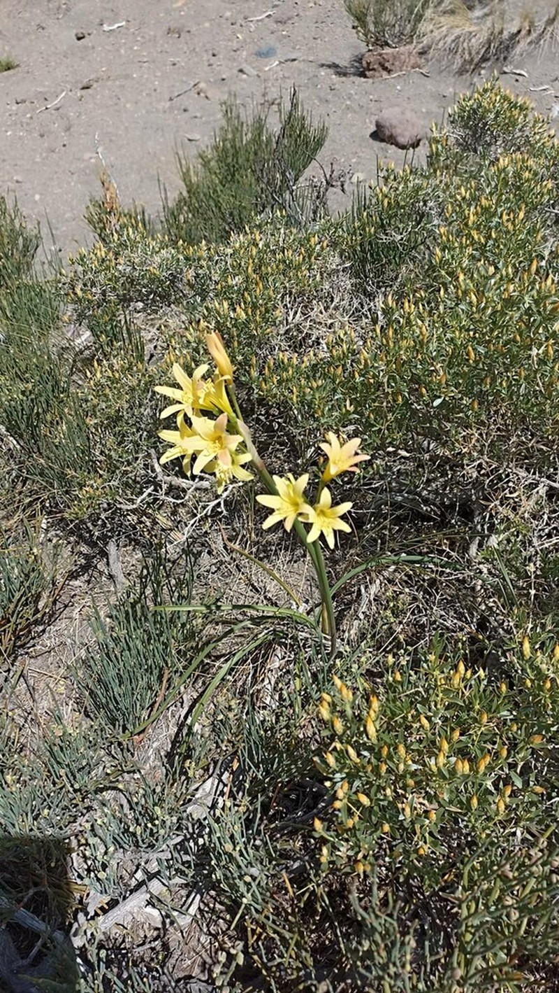Zephyranthes montana photo 7