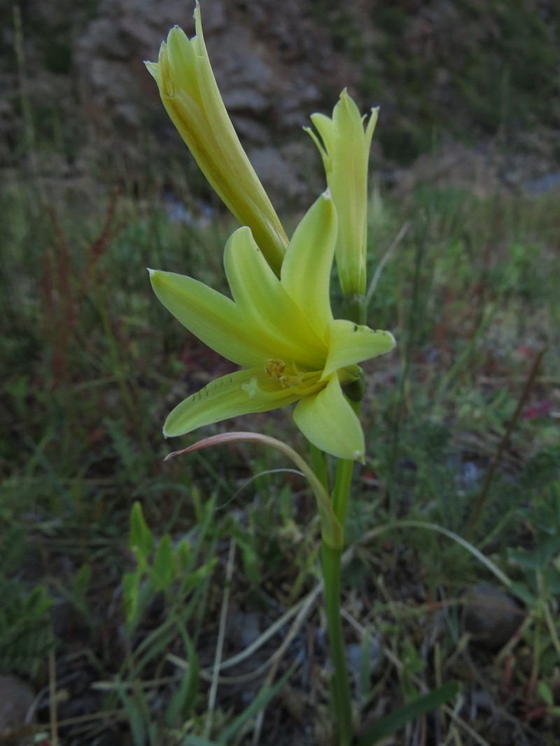 Zephyranthes montana photo 8