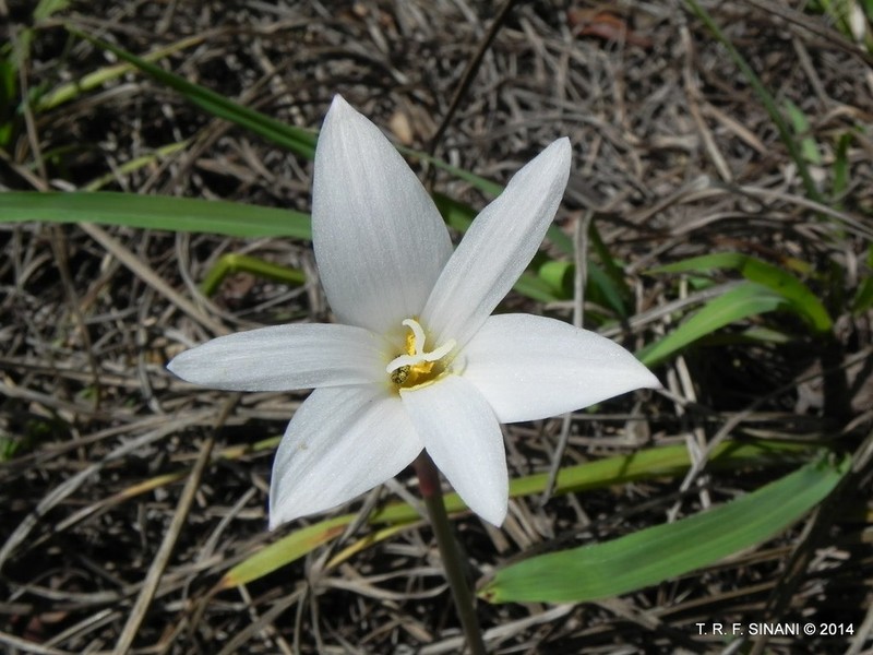 Zephyranthes pantanalensis