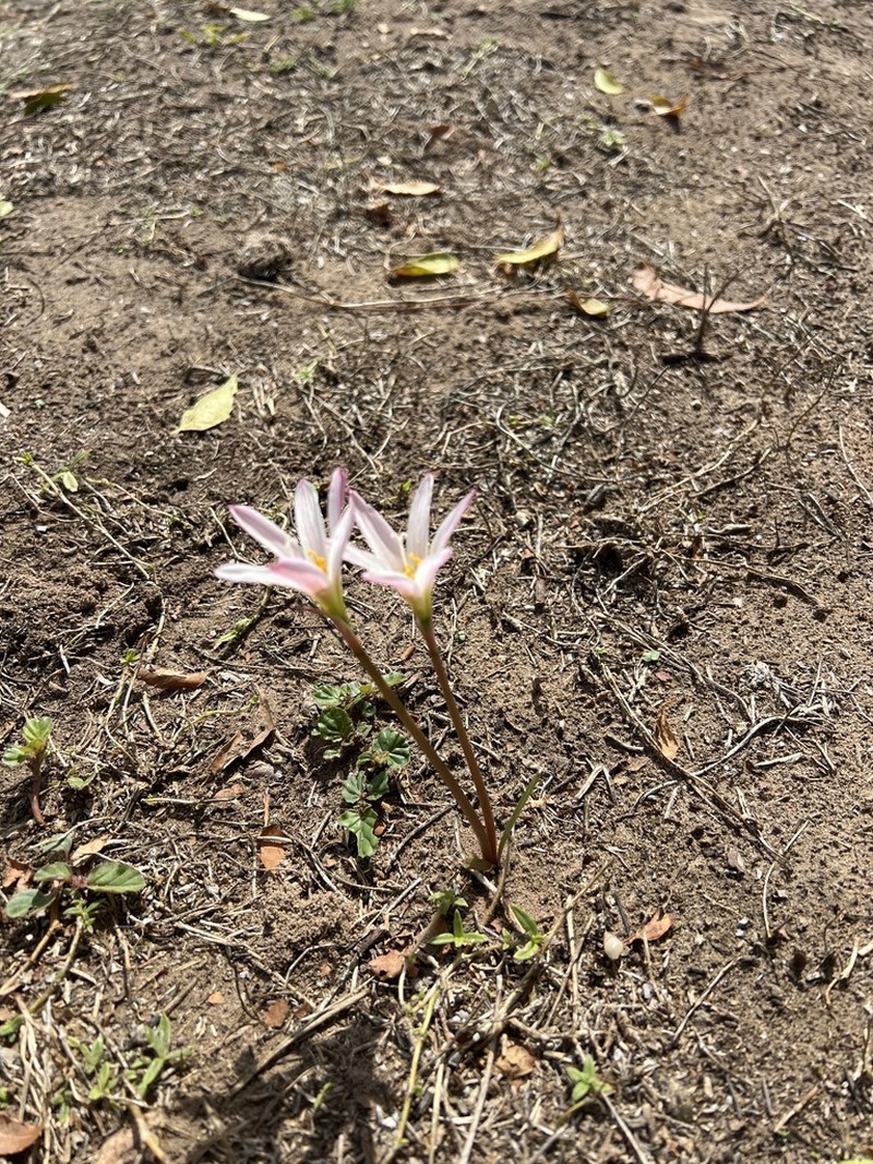 Zephyranthes pantanalensis photo 3
