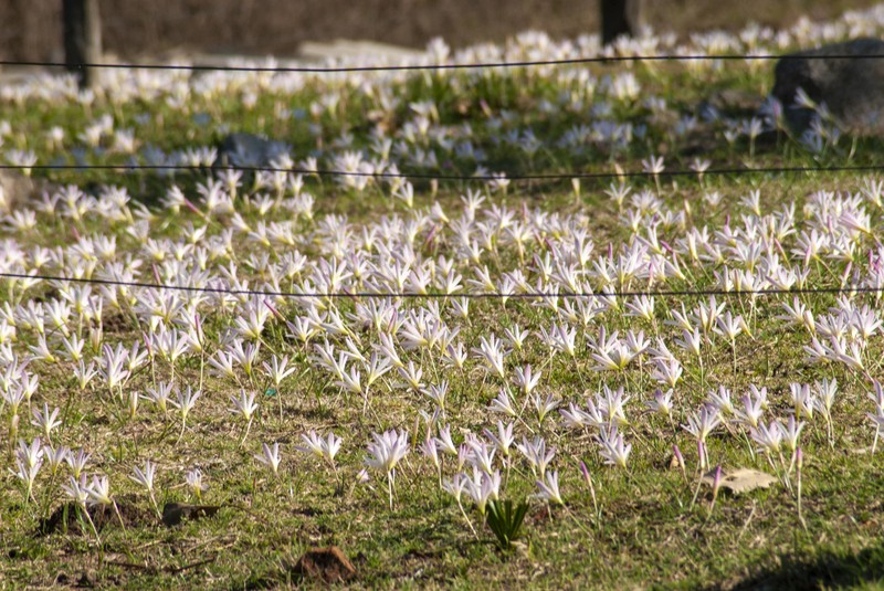 Zephyranthes pantanalensis photo 4
