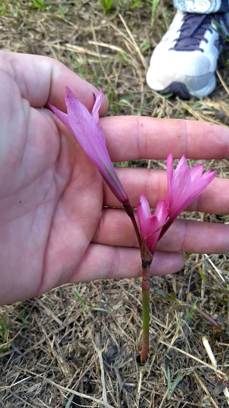Zephyranthes pedunculosa