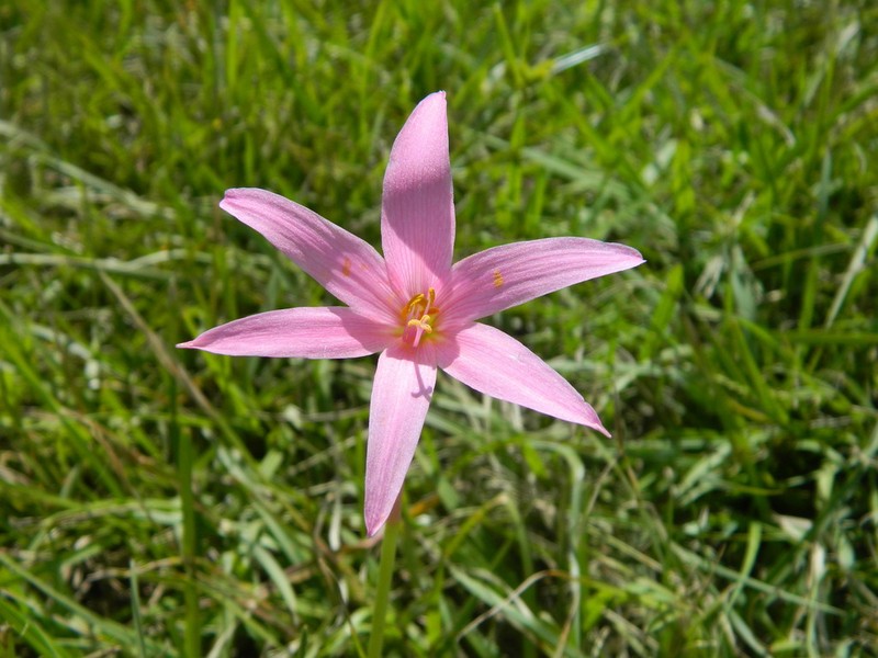 Zephyranthes pedunculosa photo 2