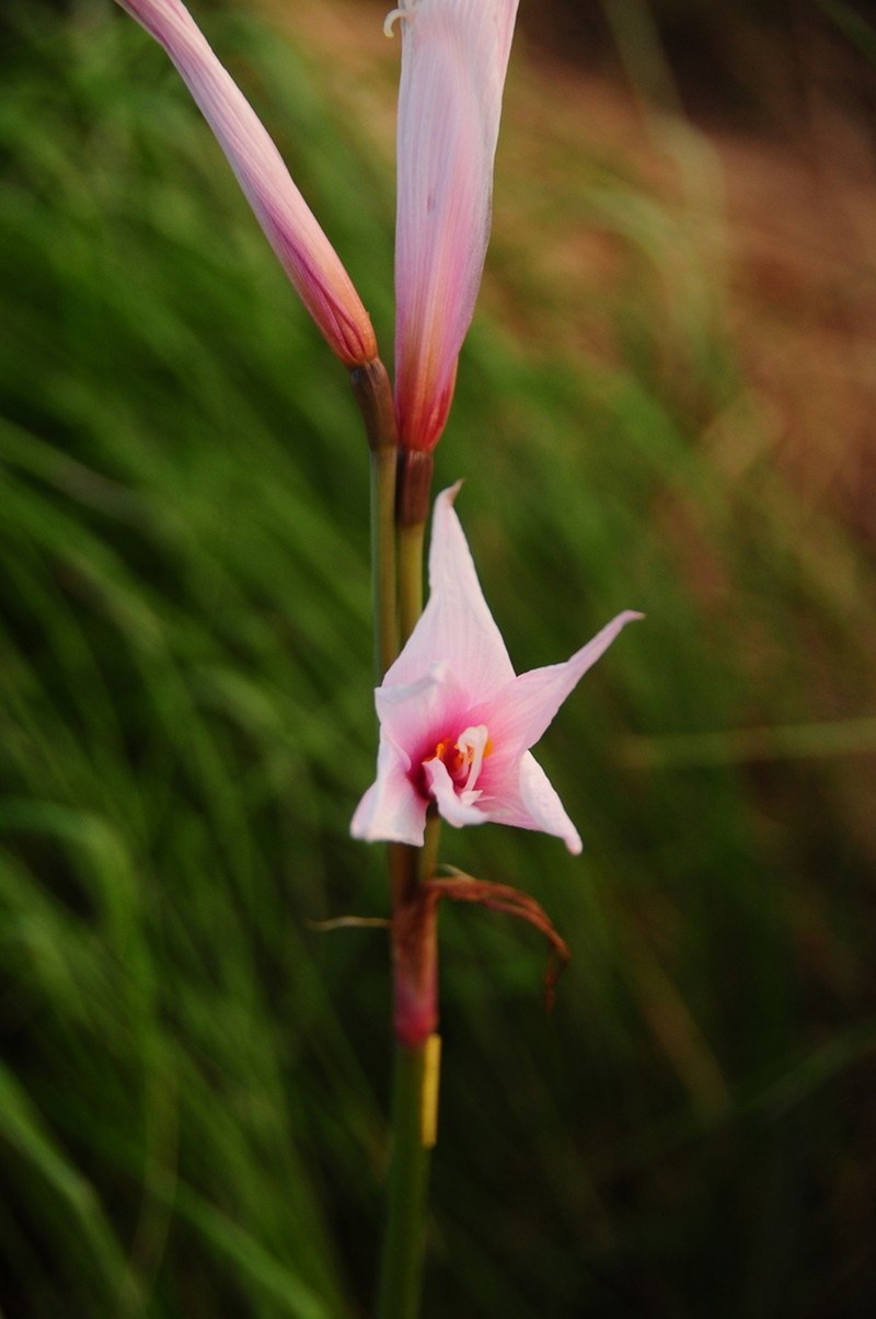 Zephyranthes pedunculosa photo 3