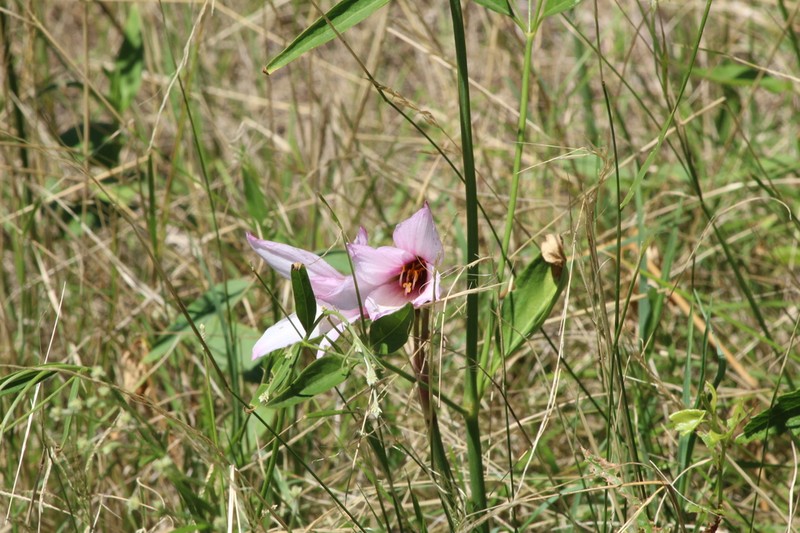 Zephyranthes pedunculosa photo 4