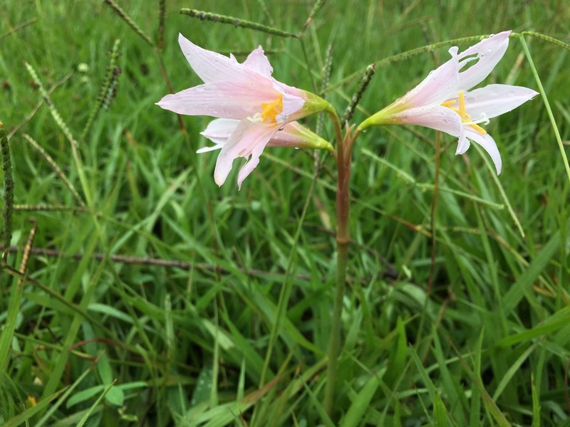 Zephyranthes pedunculosa photo 5