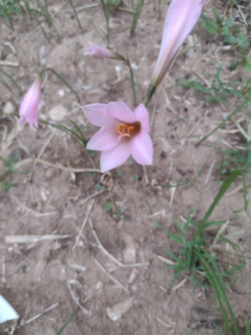 Zephyranthes pedunculosa photo 6
