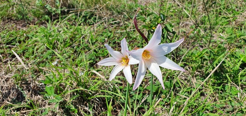 Zephyranthes pedunculosa photo 7