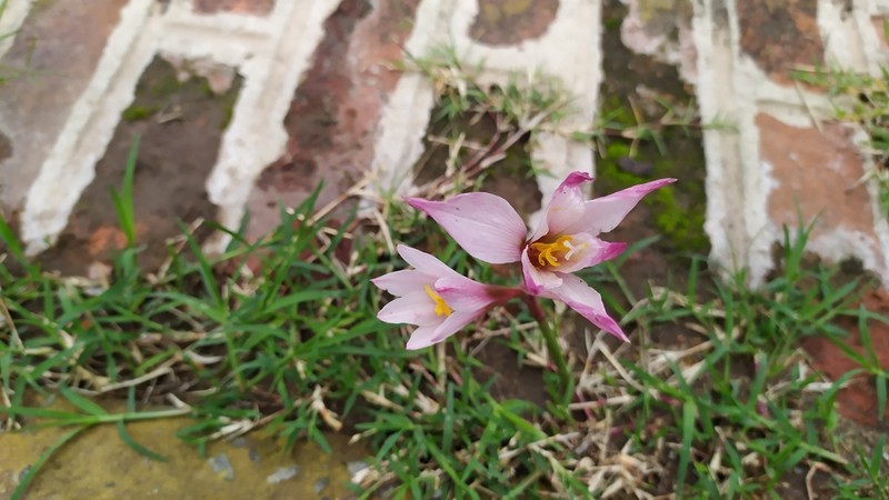 Zephyranthes pedunculosa photo 8