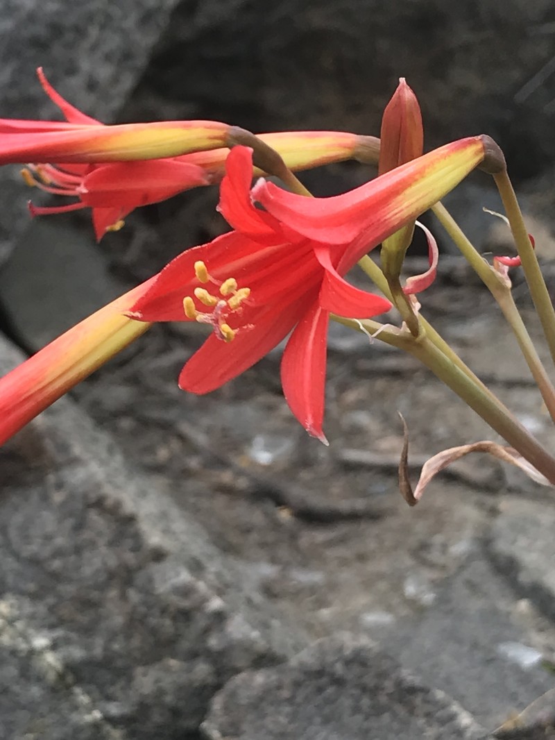 Zephyranthes phycelloides