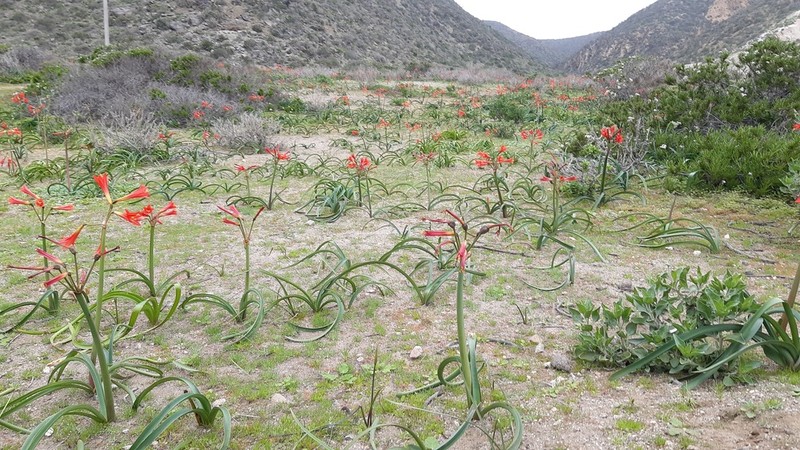 Zephyranthes phycelloides photo 2
