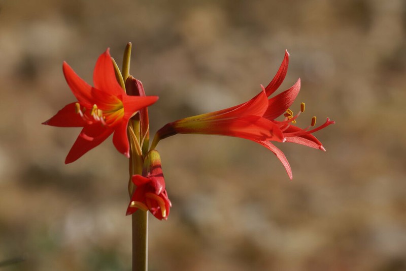 Zephyranthes phycelloides photo 3