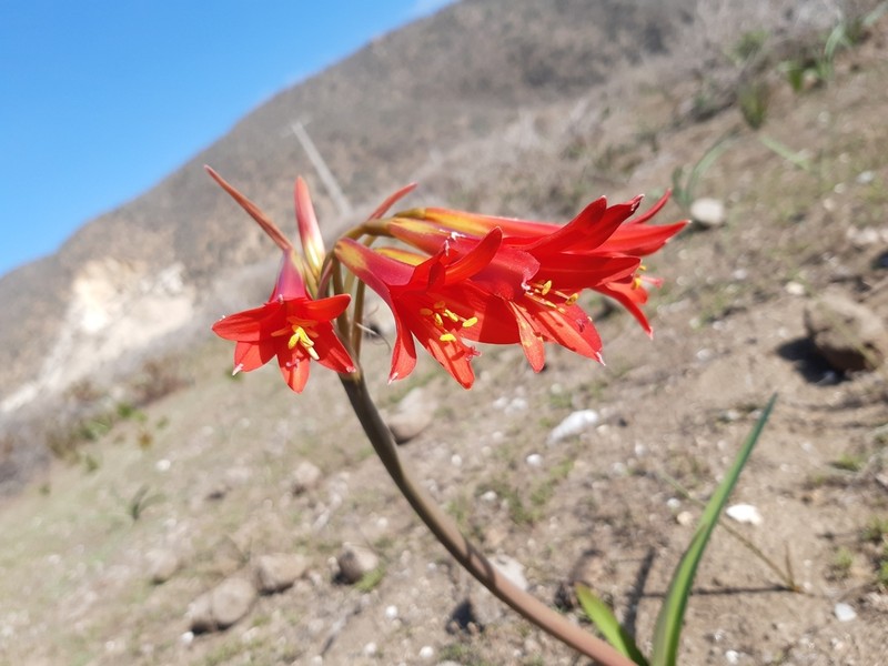 Zephyranthes phycelloides photo 4