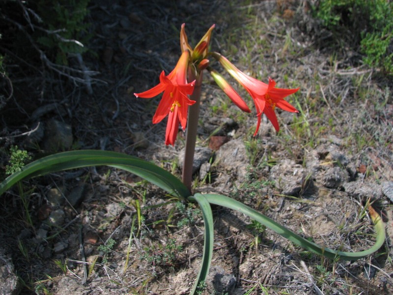 Zephyranthes phycelloides photo 5