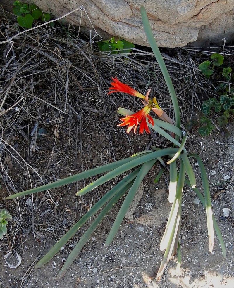 Zephyranthes phycelloides photo 6