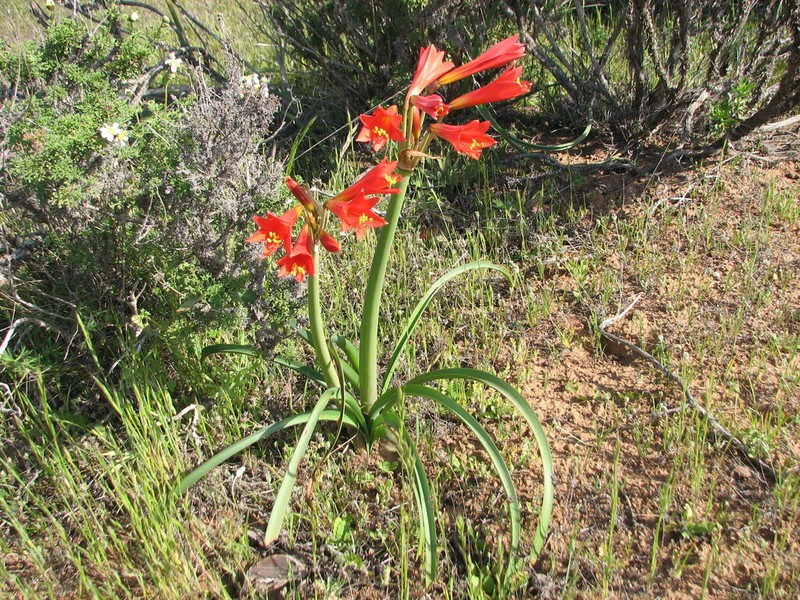Zephyranthes phycelloides photo 7