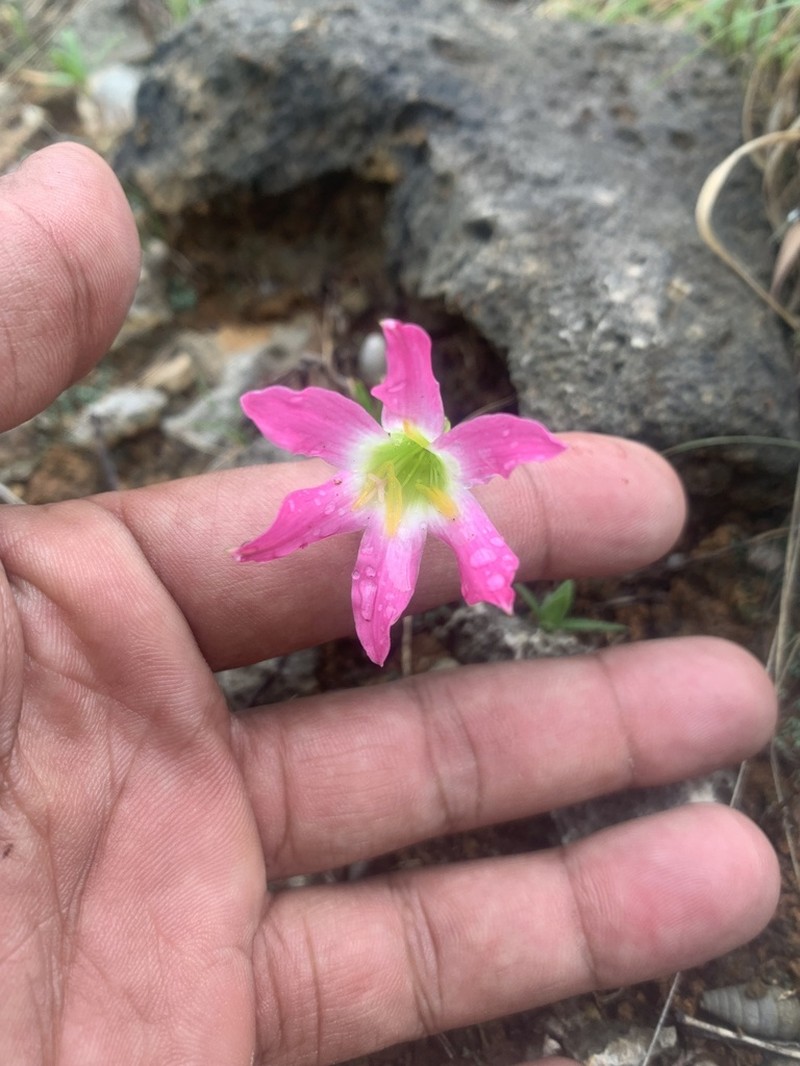 Proctor's Zephyrlily