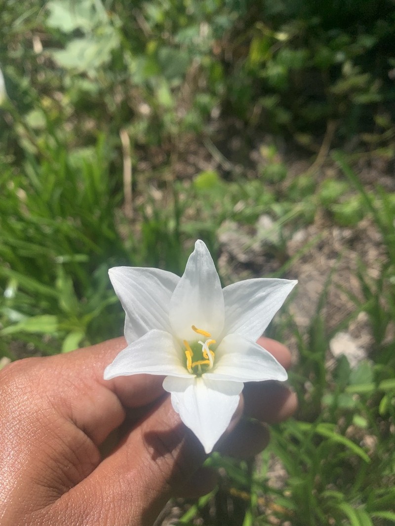 Puerto Rico Zephyrlily
