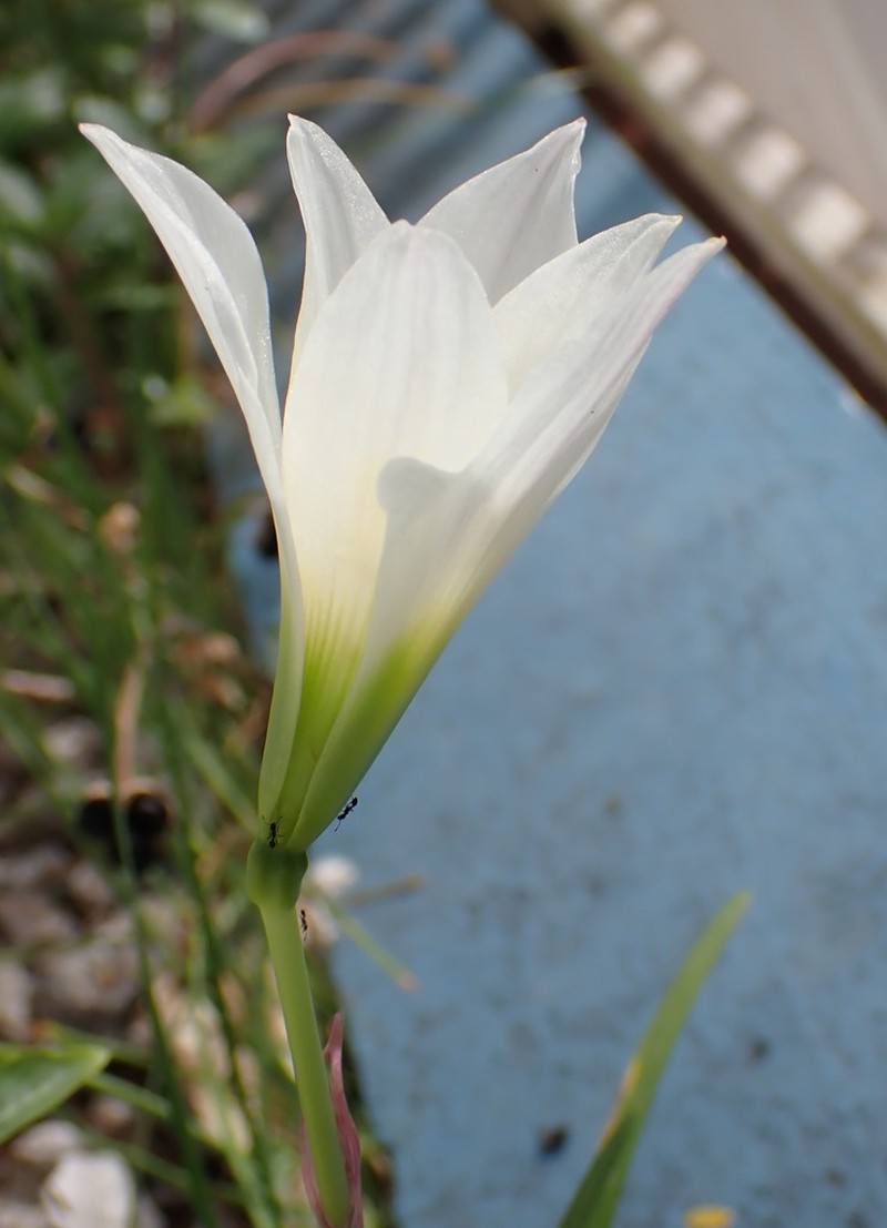 Puerto Rico Zephyrlily photo 2