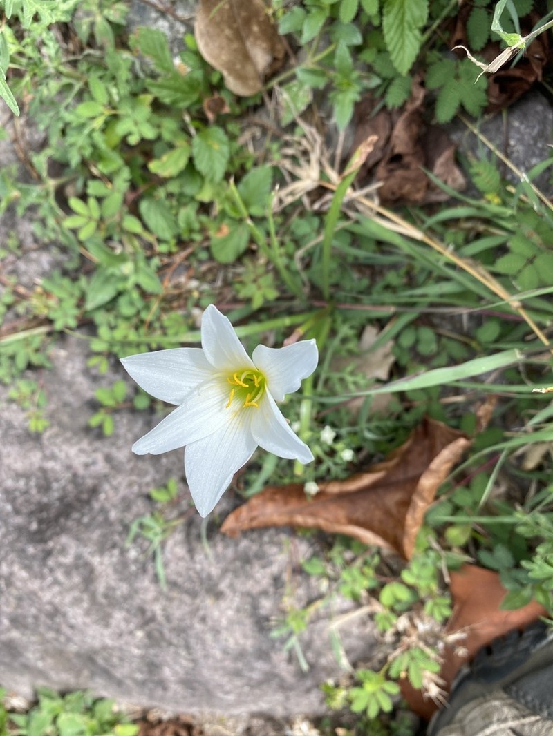Puerto Rico Zephyrlily photo 3