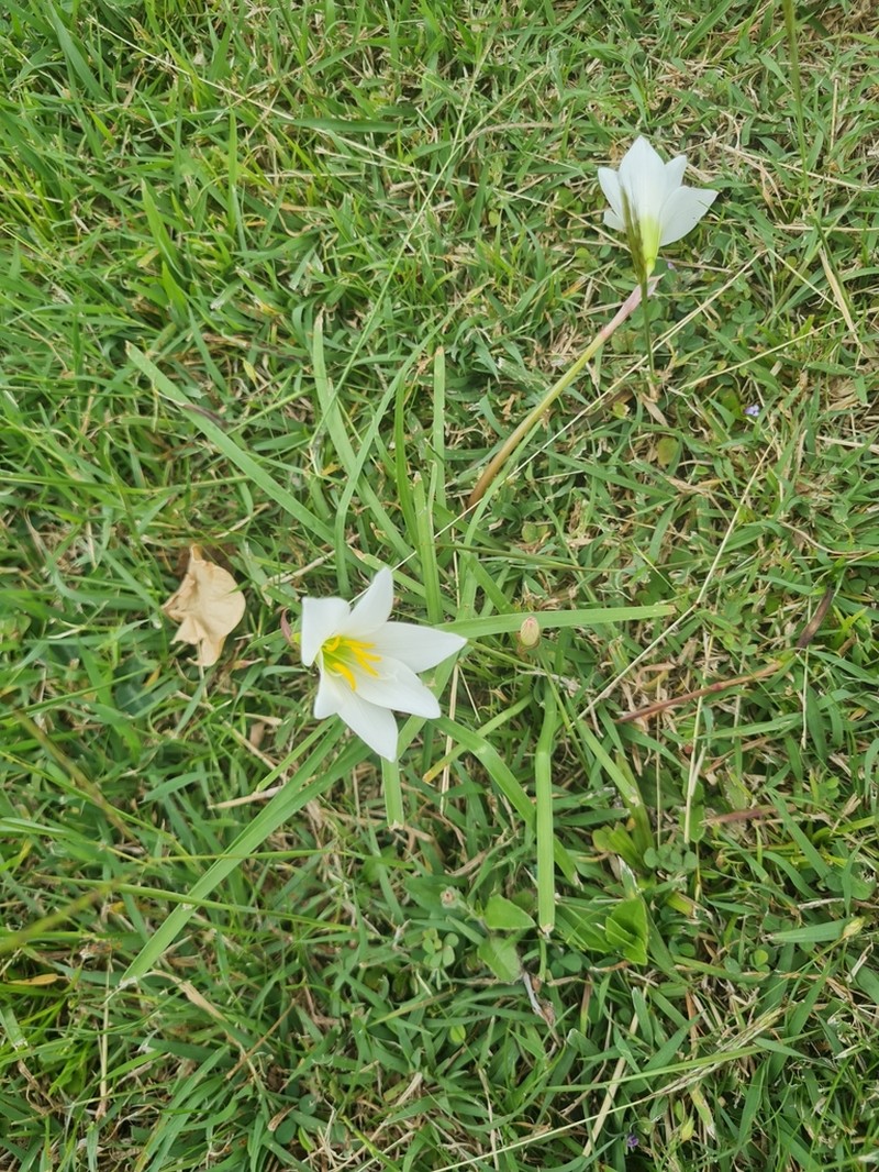 Puerto Rico Zephyrlily photo 4