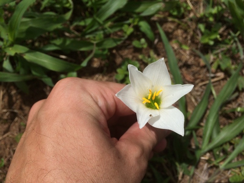 Puerto Rico Zephyrlily photo 5