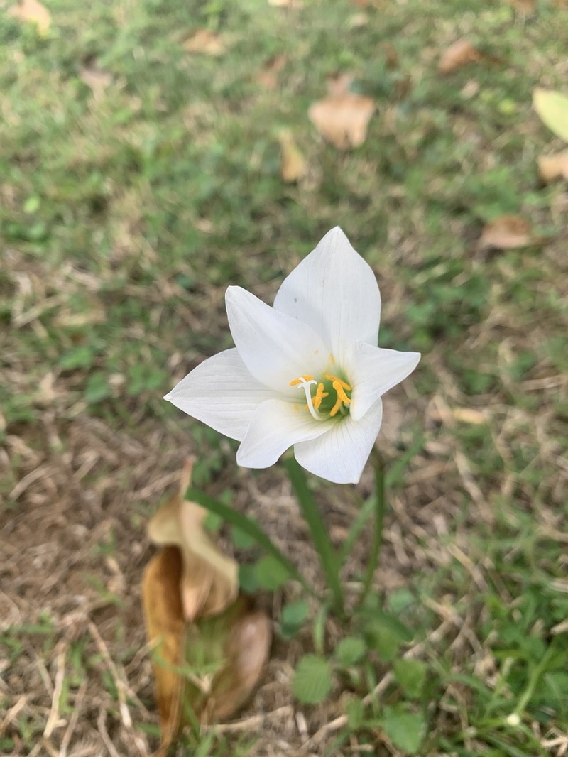 Puerto Rico Zephyrlily photo 6