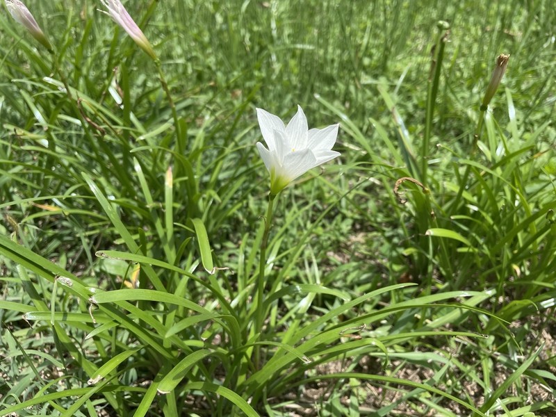 Puerto Rico Zephyrlily photo 7