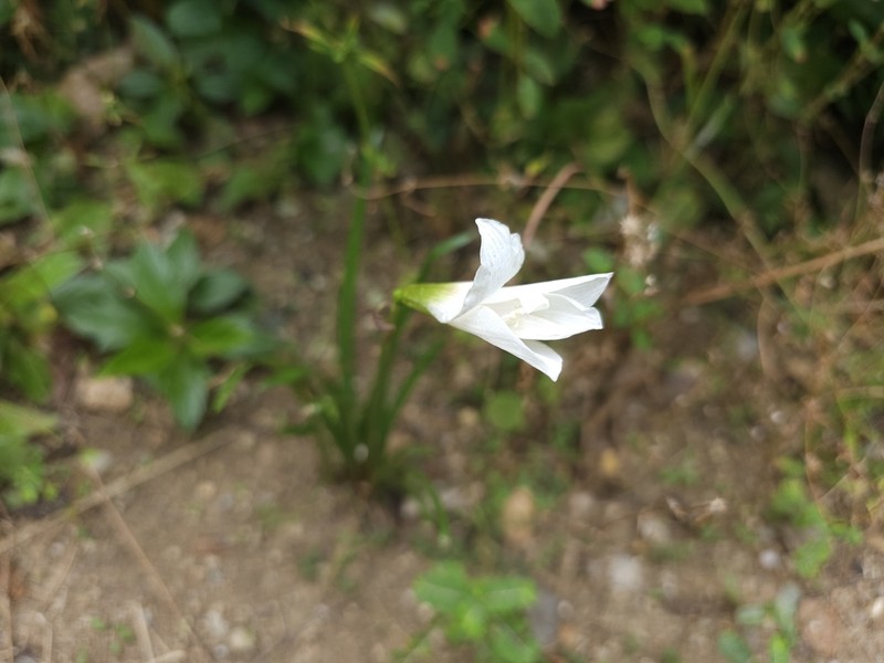 Puerto Rico Zephyrlily photo 8