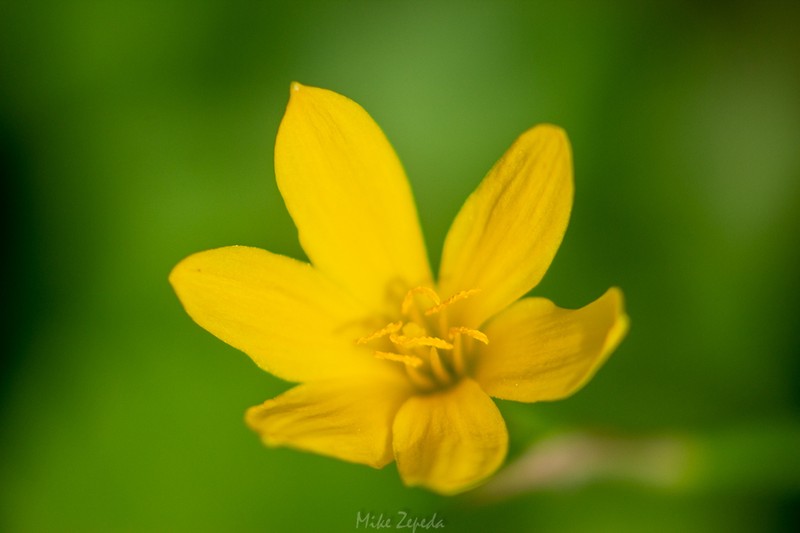 Showy Zephyrlily