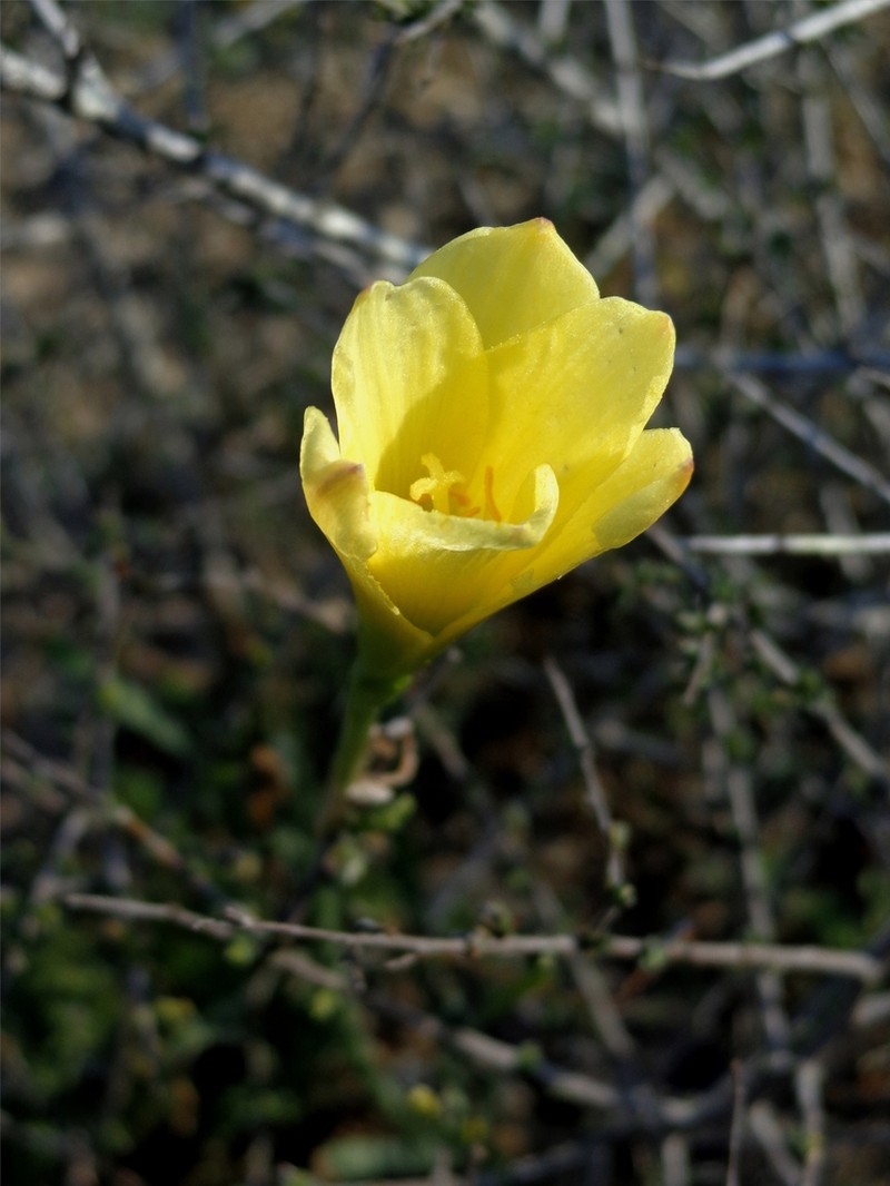 Showy Zephyrlily photo 3