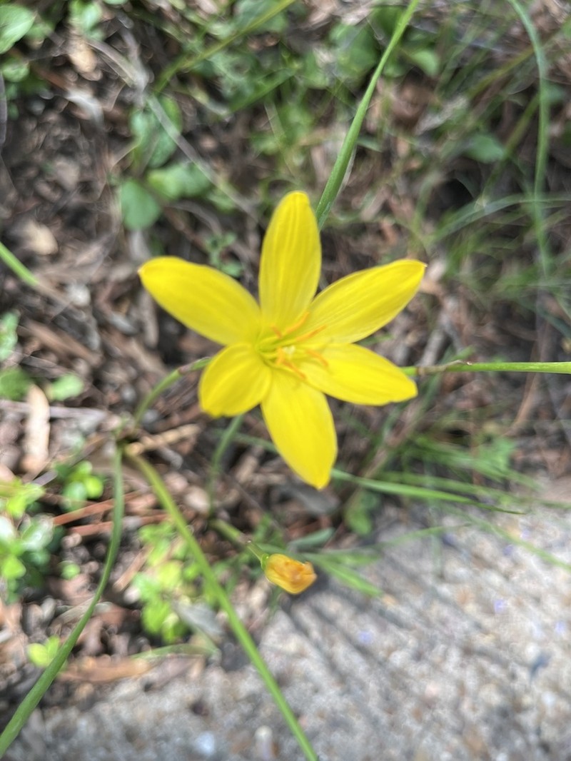 Showy Zephyrlily photo 4