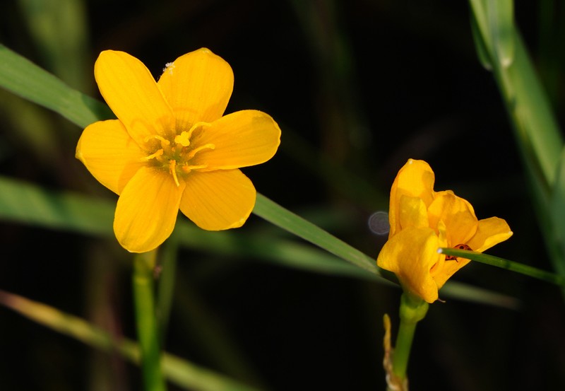 Showy Zephyrlily photo 6