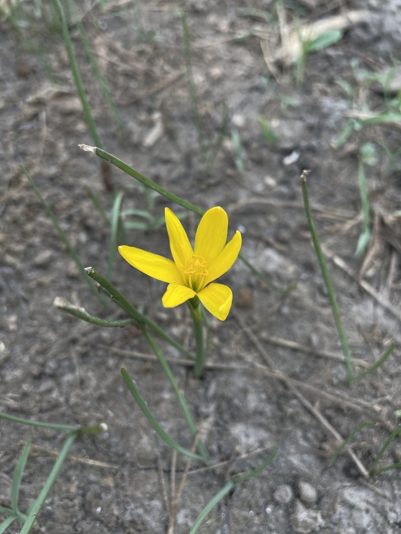 Showy Zephyrlily photo 7