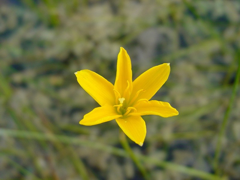 Showy Zephyrlily photo 8