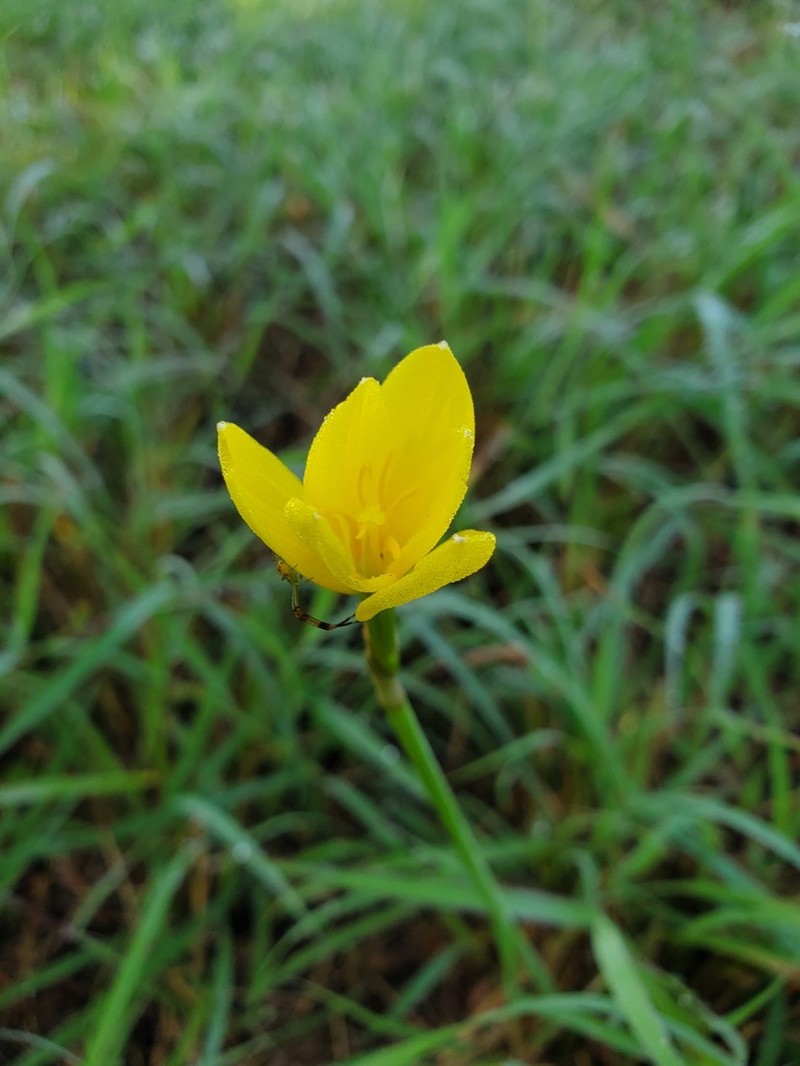 Refugio Zephyrlily