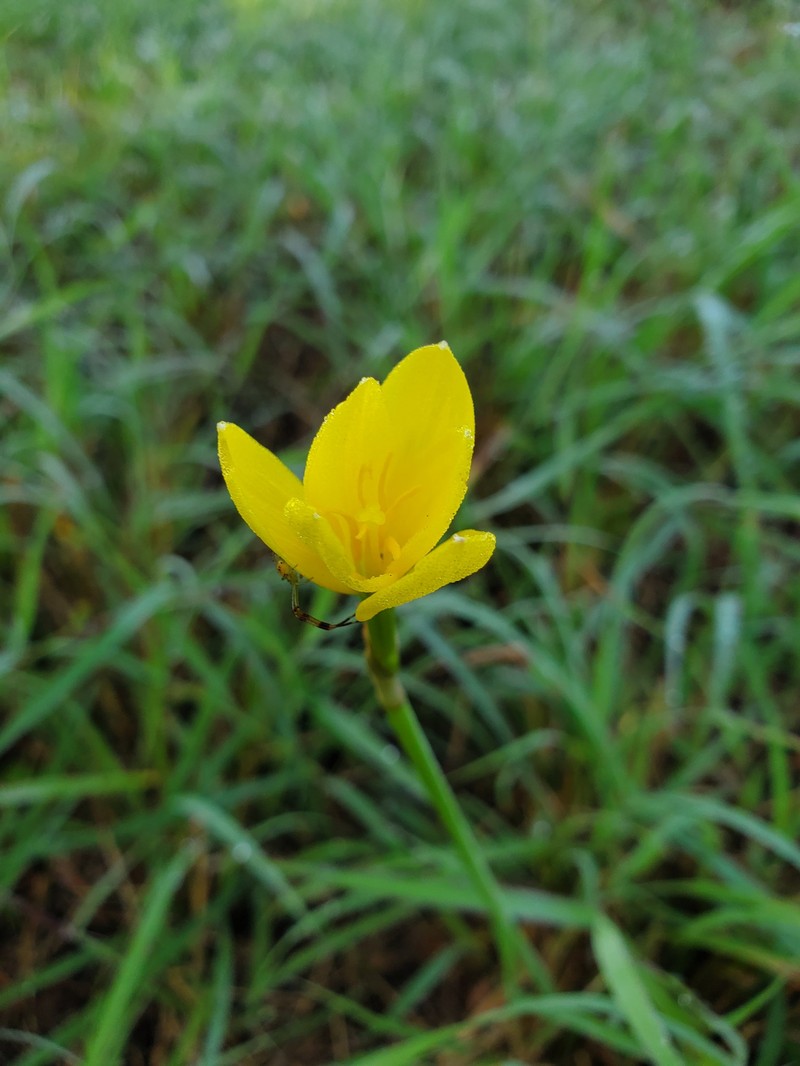 Refugio Zephyrlily photo 2