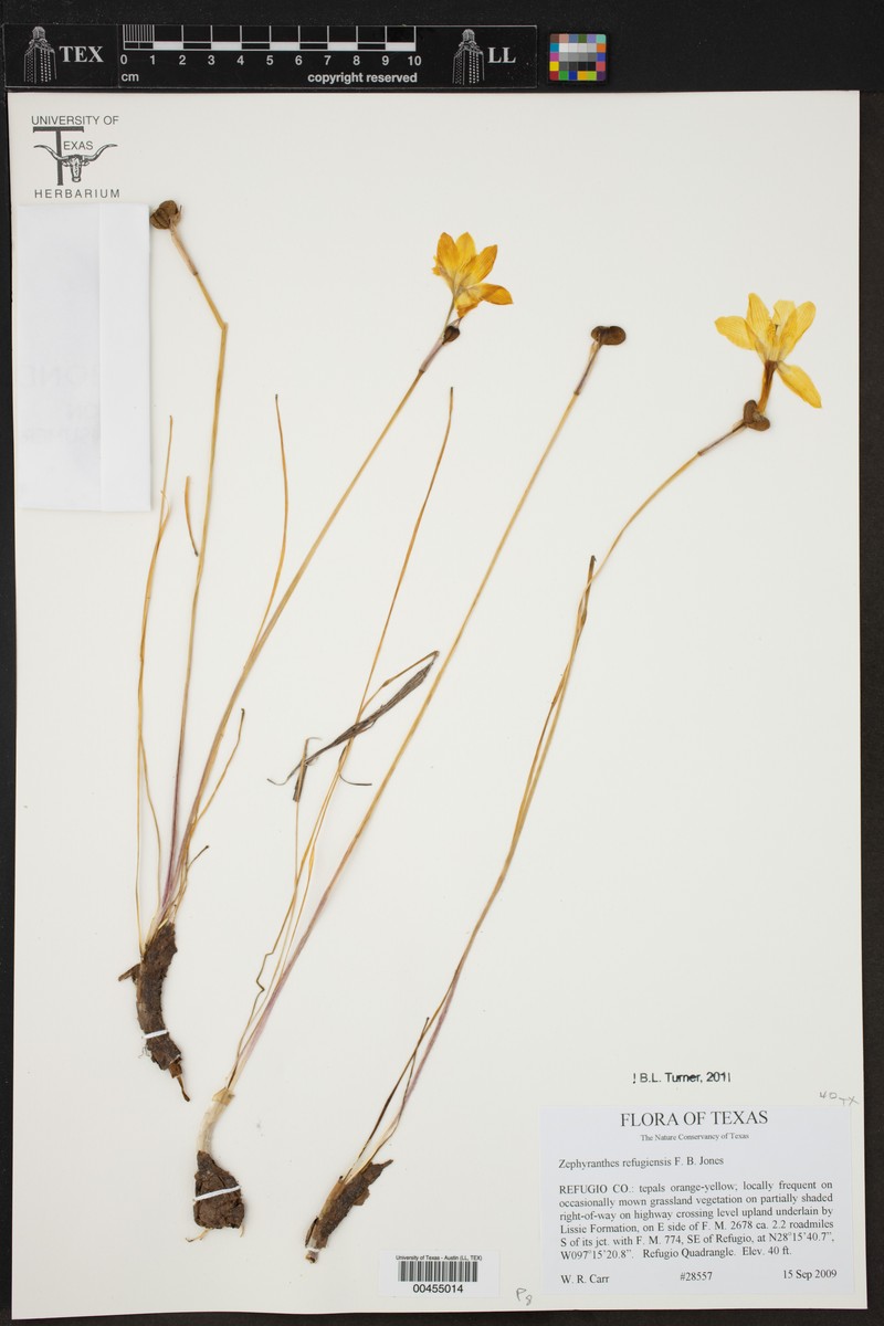 Refugio Zephyrlily photo 3